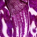 Thuya Ημιμόνιμο Βερνίκι Hypnotic 14ml Thuya Ημιμόνιμο Βερνίκι Hypnotic 14ml